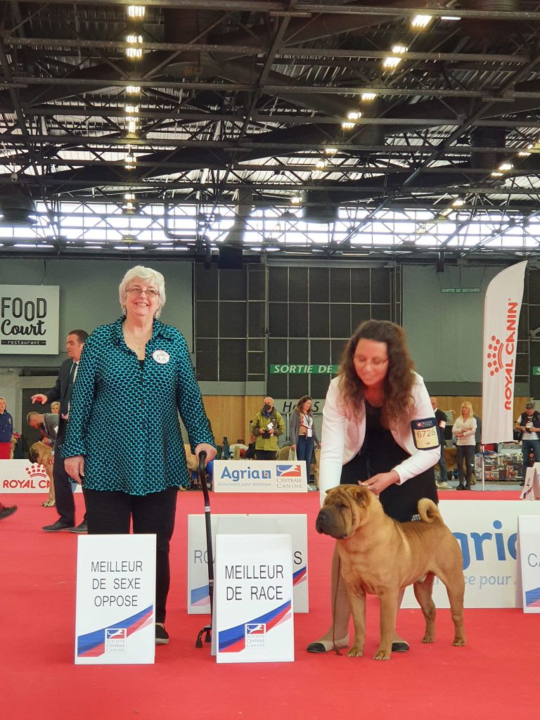 du grain de beauté - EUROPEAN DOG SHOW -PARIS 2022-