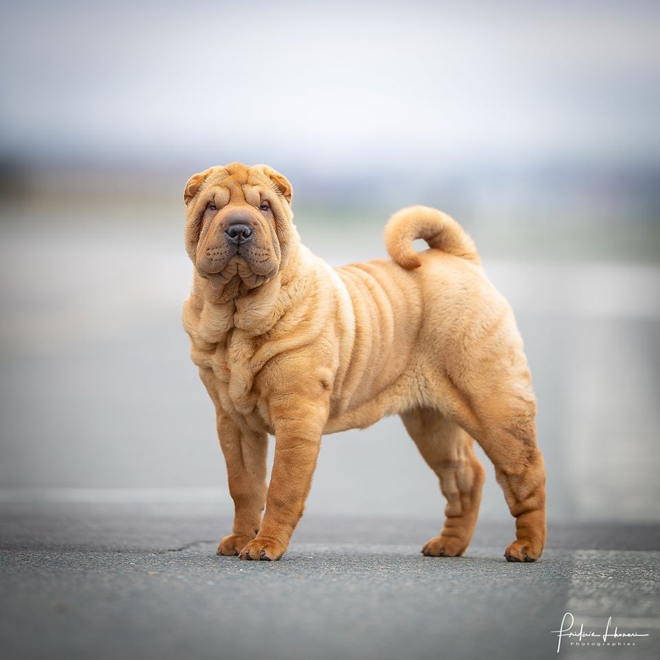 du grain de beauté - PARIS DOG SHOW 2020