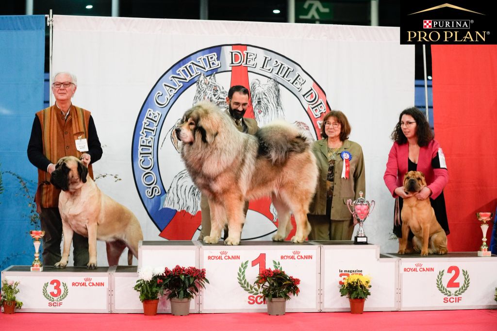 du grain de beauté - Paris Dog Show 2024