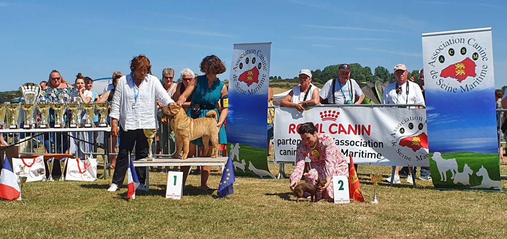 du grain de beauté - exposition canine nationale