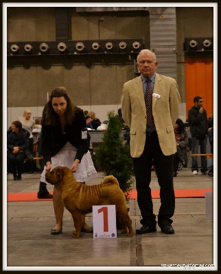 du grain de beauté - BRUSSEL DOG SHOW 2012 "Bisou"