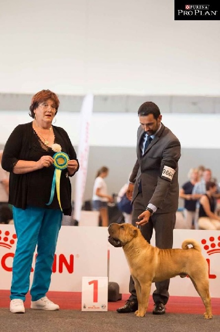 du grain de beauté - European Dog Show 2016