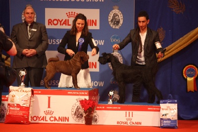 du grain de beauté - BRUSSEL DOG SHOW 2012 "Artie"