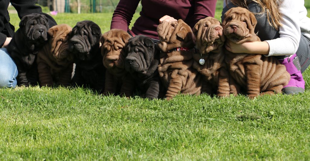 du grain de beauté - Shar Pei - Portée née le 26/01/2017