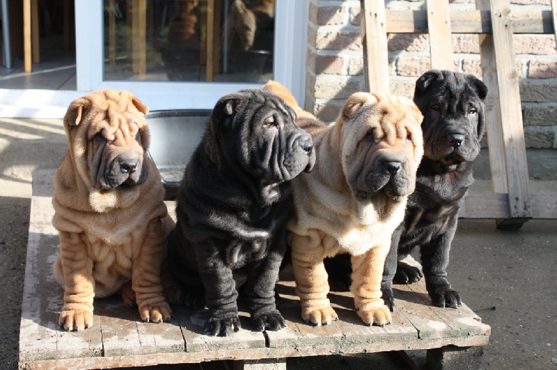 du grain de beauté - Shar Pei - Portée née le 19/11/2010