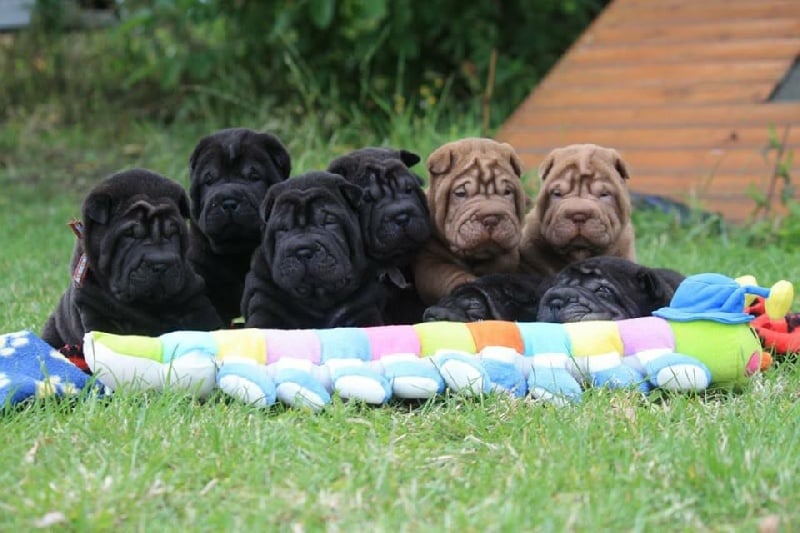 du grain de beauté - Shar Pei - Portée née le 29/06/2015