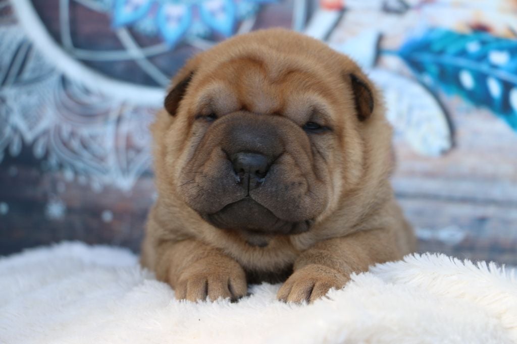 du grain de beauté - Chiots disponibles - Shar Pei