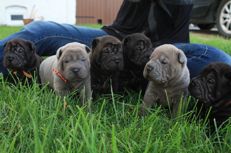 du grain de beauté - Shar Pei - Portée née le 13/07/2014