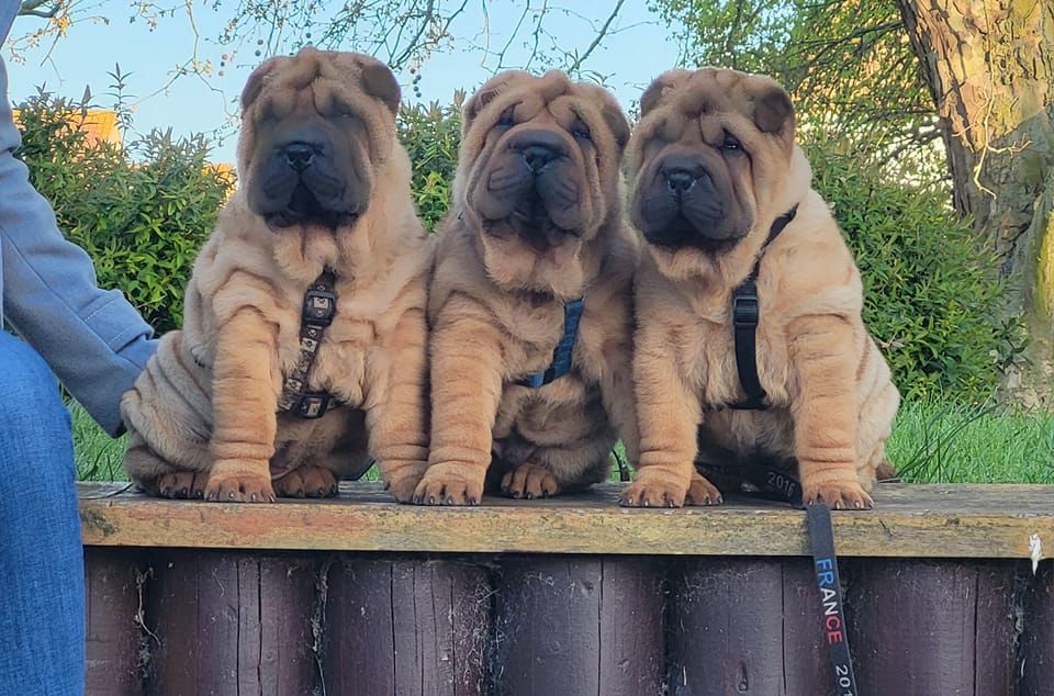 du grain de beauté - Shar Pei - Portée née le 26/02/2023