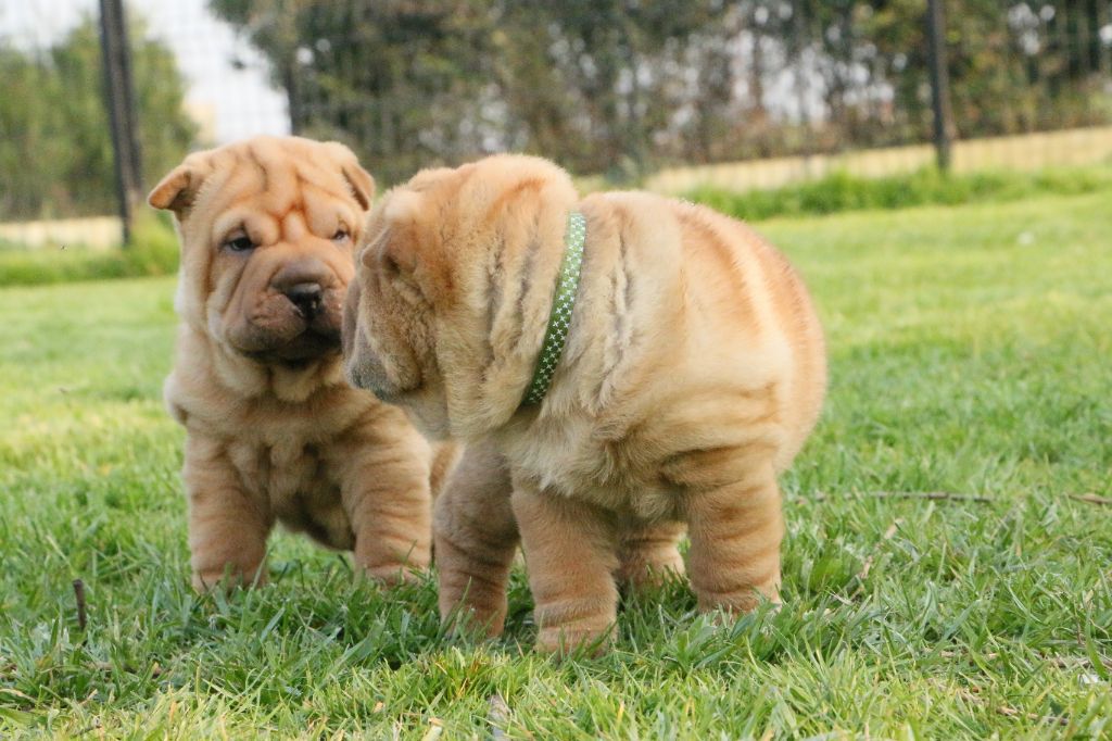 du grain de beauté - Shar Pei - Portée née le 07/02/2022