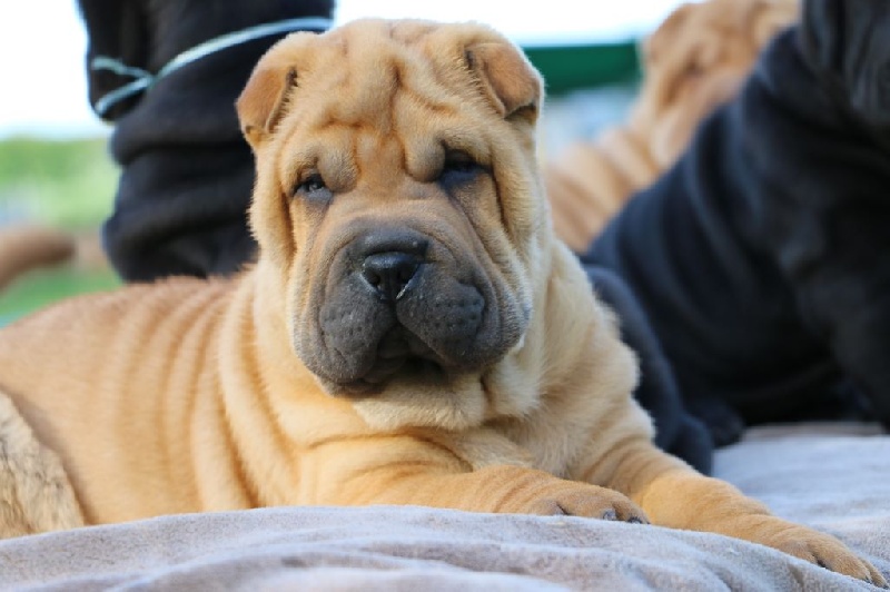 du grain de beauté - Shar Pei - Portée née le 24/03/2016