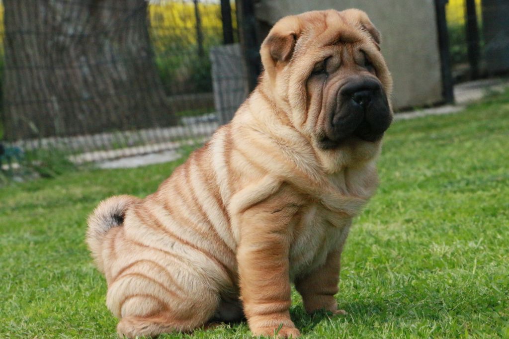 du grain de beauté - Shar Pei - Portée née le 28/03/2021