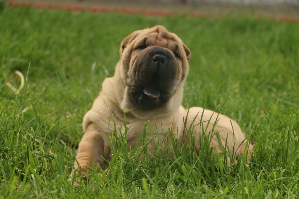 du grain de beauté - Shar Pei - Portée née le 06/04/2017