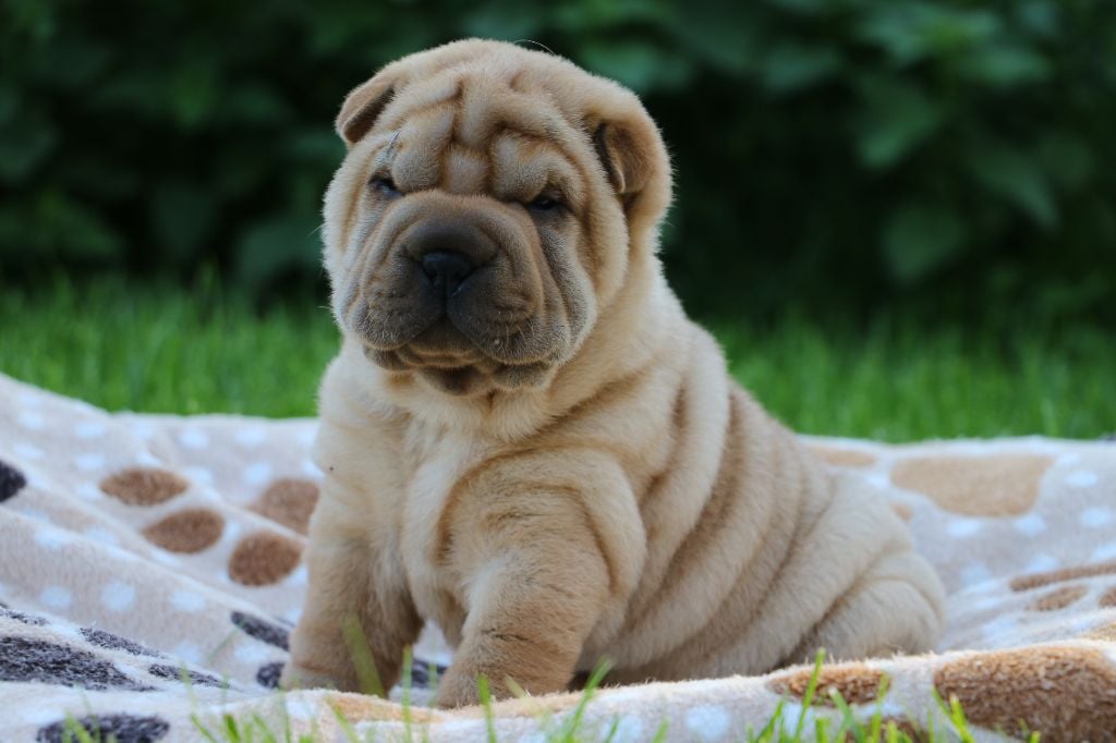 du grain de beauté - Shar Pei - Portée née le 26/09/2024