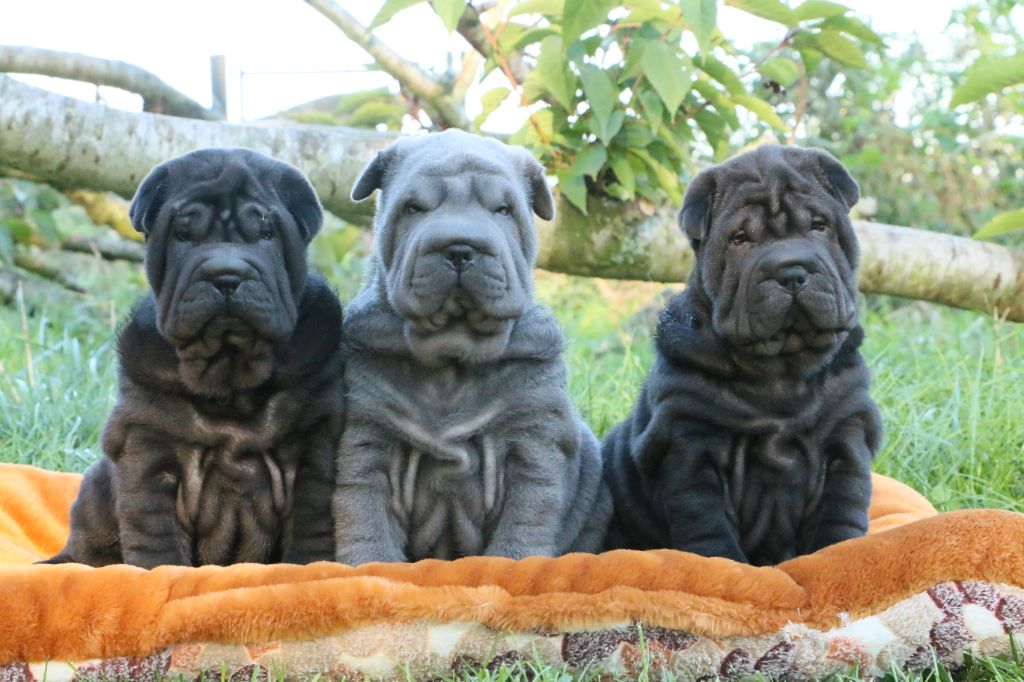 du grain de beauté - Shar Pei - Portée née le 24/08/2022