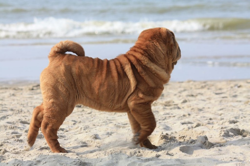 du grain de beauté - Shar Pei - Portée née le 26/11/2014