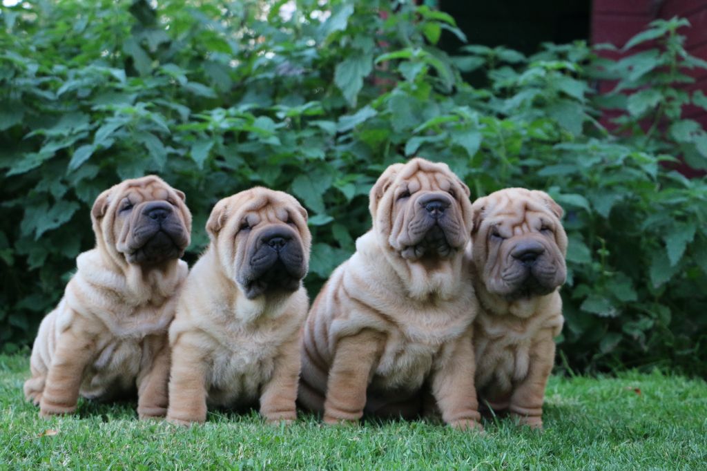 du grain de beauté - Shar Pei - Portée née le 26/08/2023