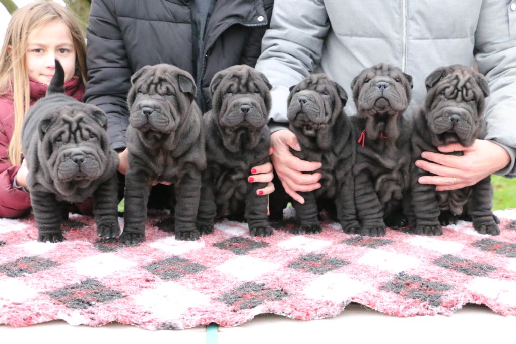 du grain de beauté - Shar Pei - Portée née le 04/10/2020