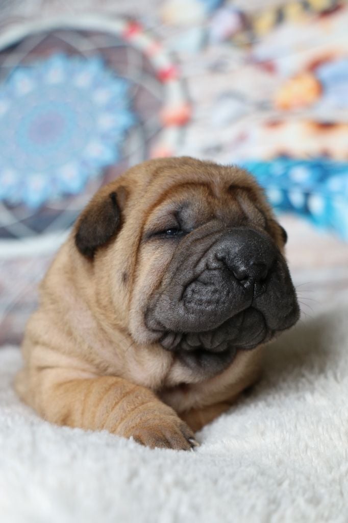 du grain de beauté - Chiots disponibles - Shar Pei