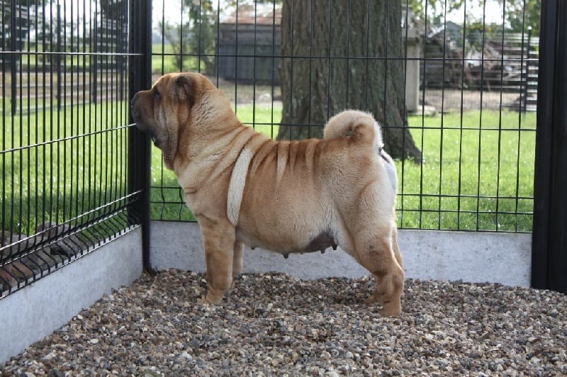 du grain de beauté - Shar Pei - Portée née le 28/10/2014