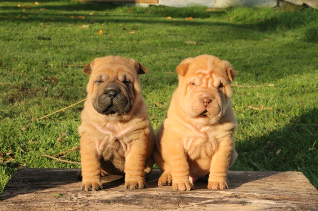 du grain de beauté - Shar Pei - Portée née le 28/09/2020