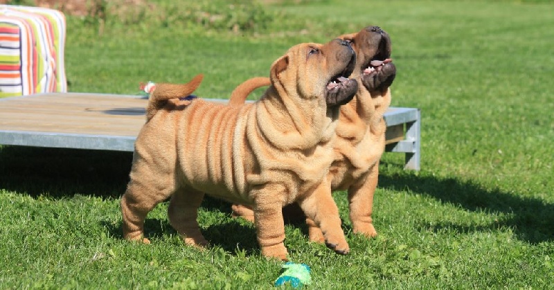 du grain de beauté - Shar Pei - Portée née le 08/07/2015