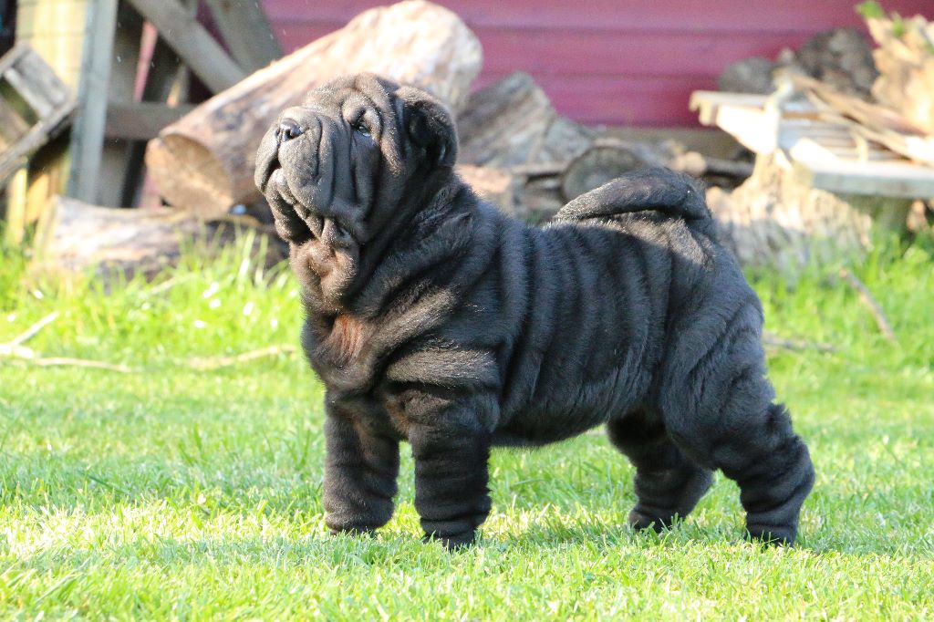 du grain de beauté - Shar Pei - Portée née le 06/02/2020