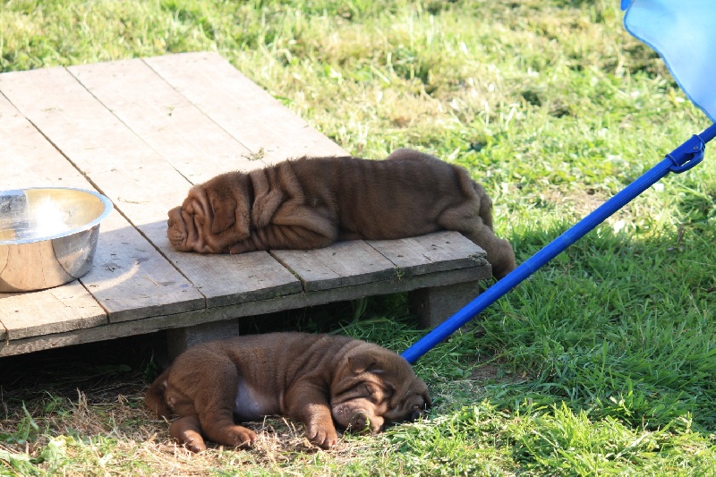 du grain de beauté - Shar Pei - Portée née le 22/08/2011