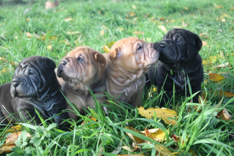 du grain de beauté - Shar Pei - Portée née le 21/10/2013