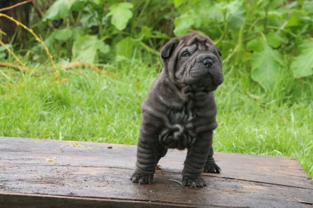 du grain de beauté - Shar Pei - Portée née le 03/11/2020