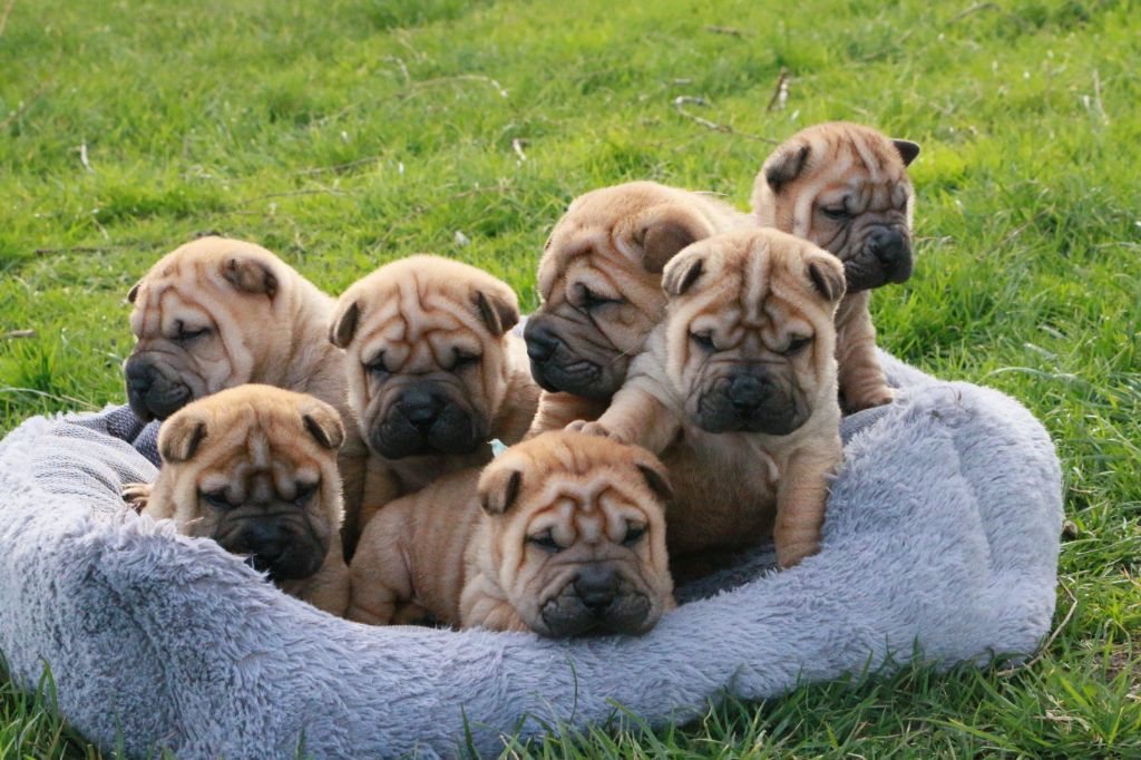 du grain de beauté - Shar Pei - Portée née le 17/02/2021