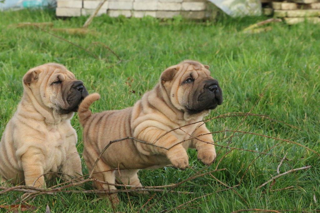 du grain de beauté - Shar Pei - Portée née le 25/11/2017