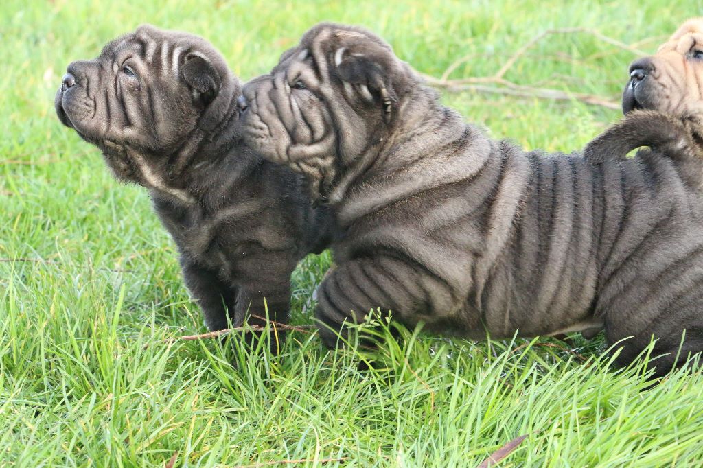 du grain de beauté - Shar Pei - Portée née le 24/11/2017