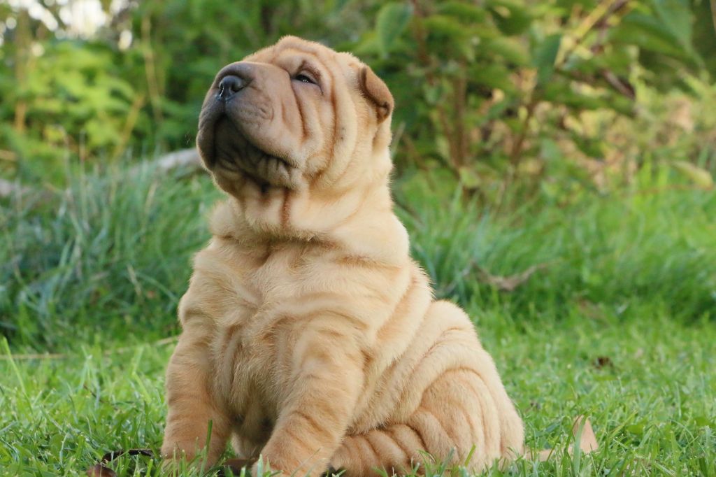 du grain de beauté - Shar Pei - Portée née le 02/09/2022