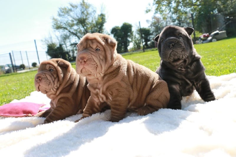 du grain de beauté - Shar Pei - Portée née le 27/08/2016