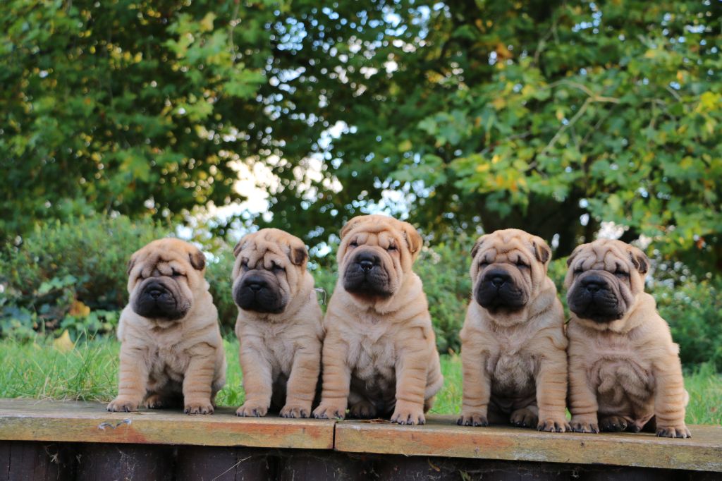 du grain de beauté - Shar Pei - Portée née le 04/10/2023