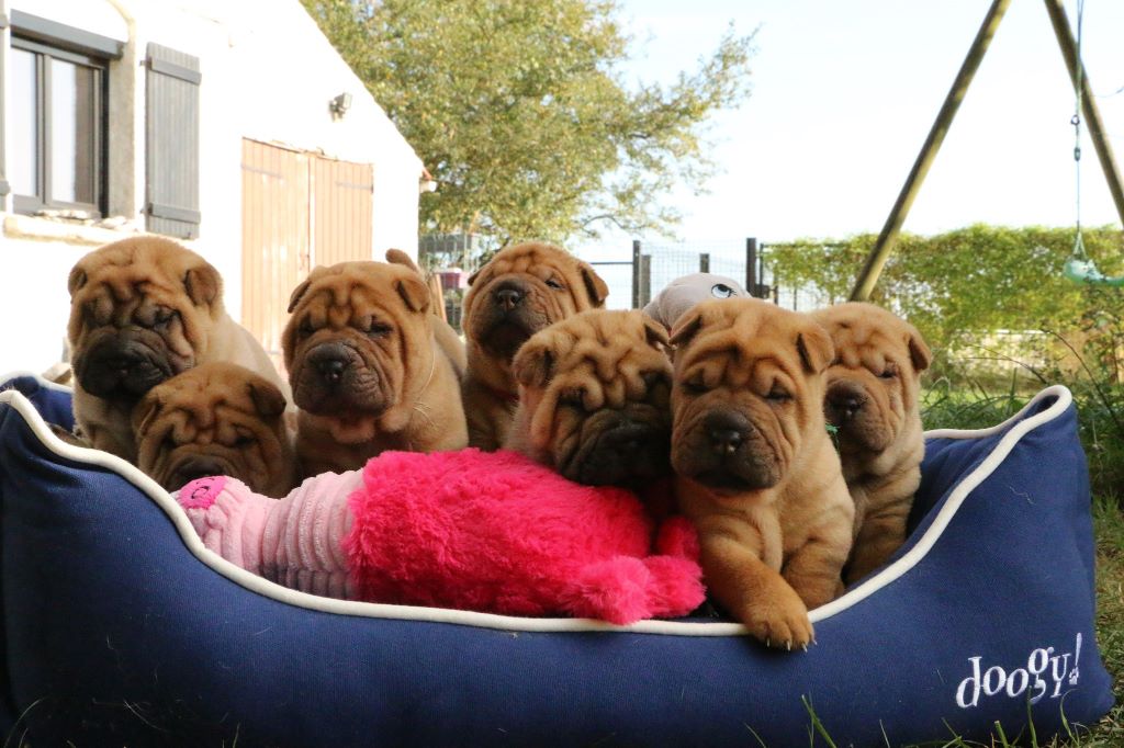 du grain de beauté - Shar Pei - Portée née le 26/08/2019