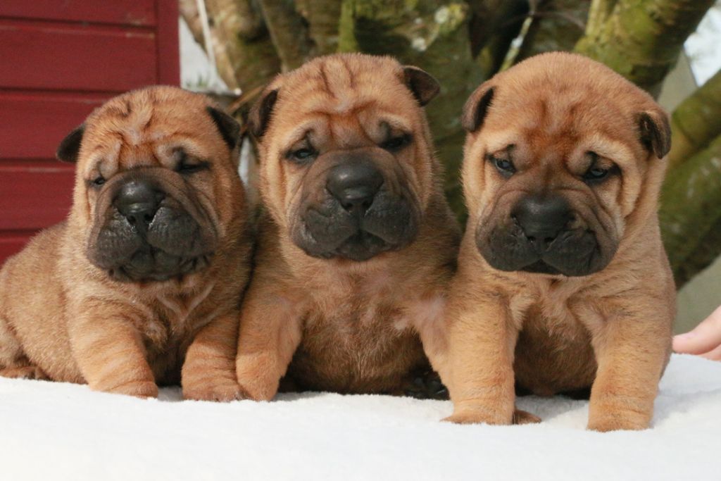 du grain de beauté - Shar Pei - Portée née le 08/03/2021