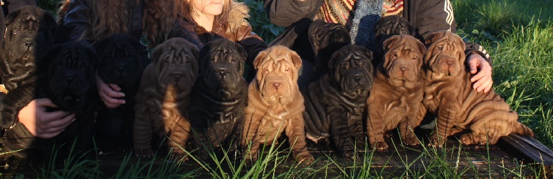 du grain de beauté - Shar Pei - Portée née le 02/10/2013