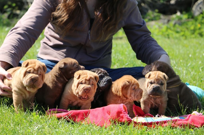 du grain de beauté - Shar Pei - Portée née le 18/03/2016