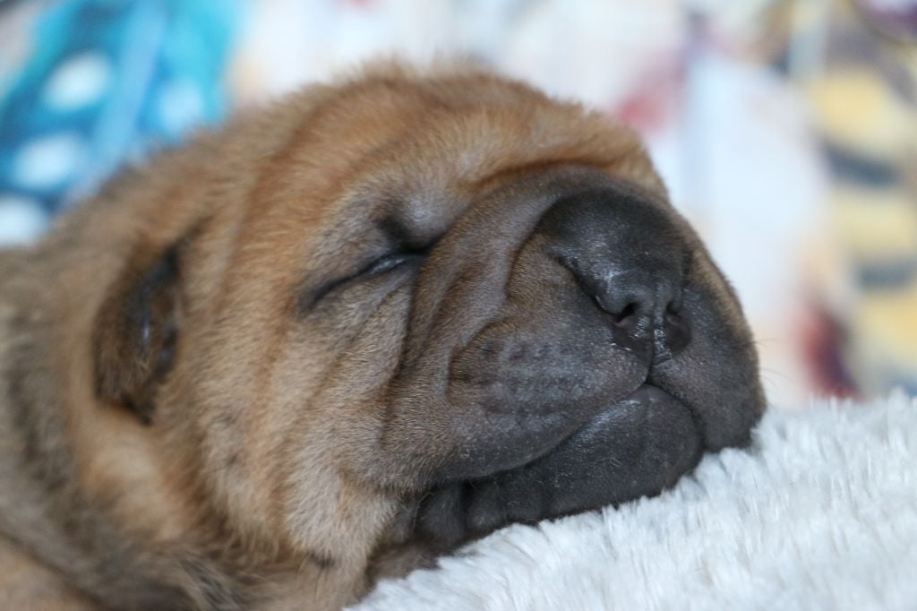 du grain de beauté - Shar Pei - Portée née le 20/02/2025