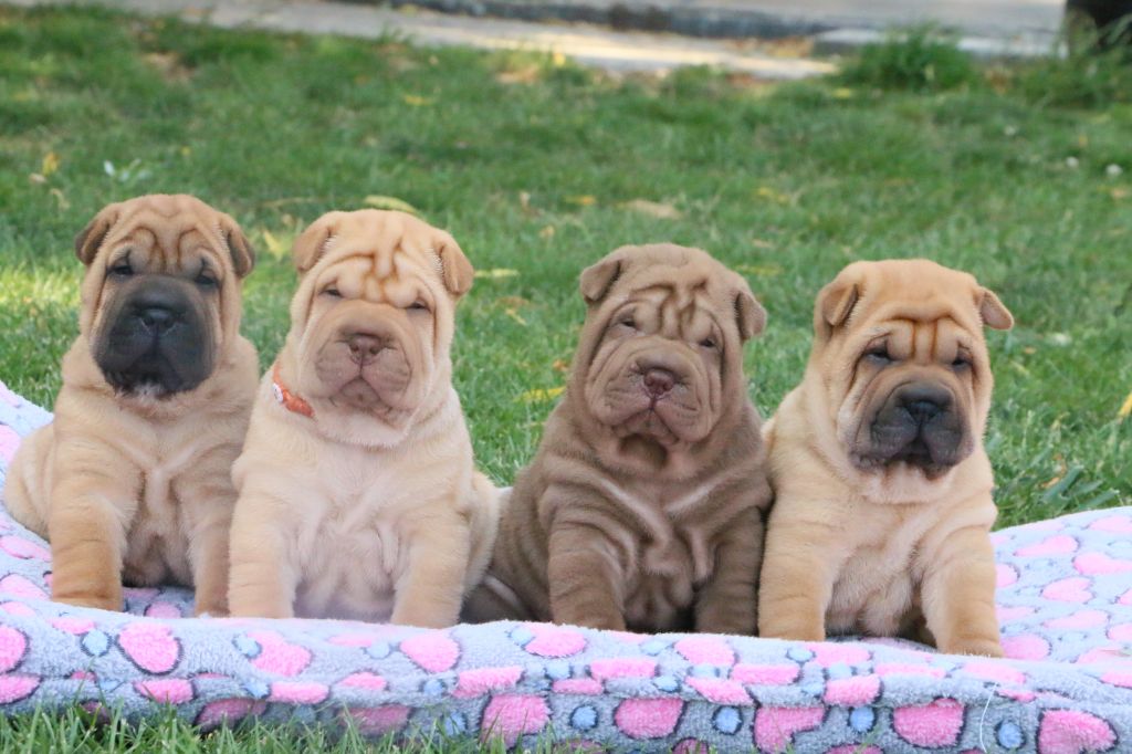 du grain de beauté - Shar Pei - Portée née le 30/06/2022