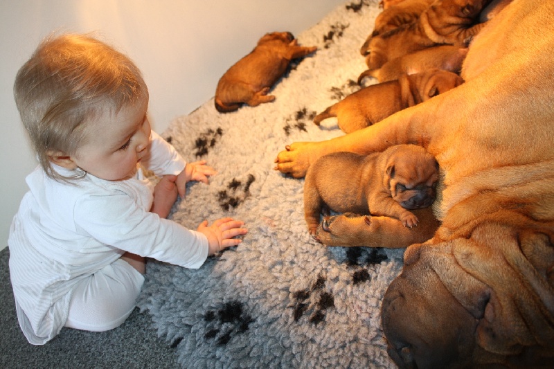 du grain de beauté - Shar Pei - Portée née le 13/01/2012