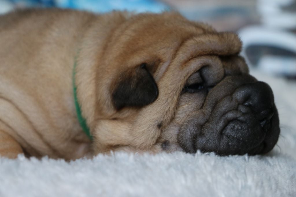 du grain de beauté - Chiots disponibles - Shar Pei