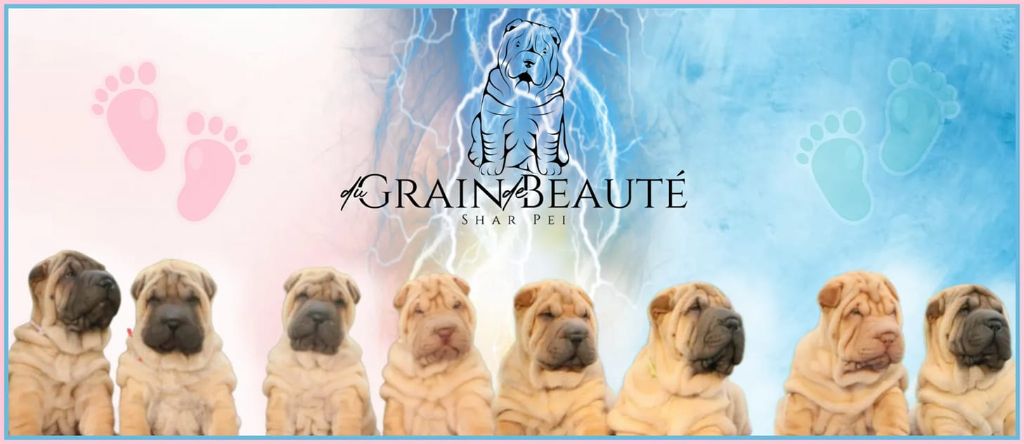 du grain de beauté - Shar Pei - Portée née le 31/07/2022