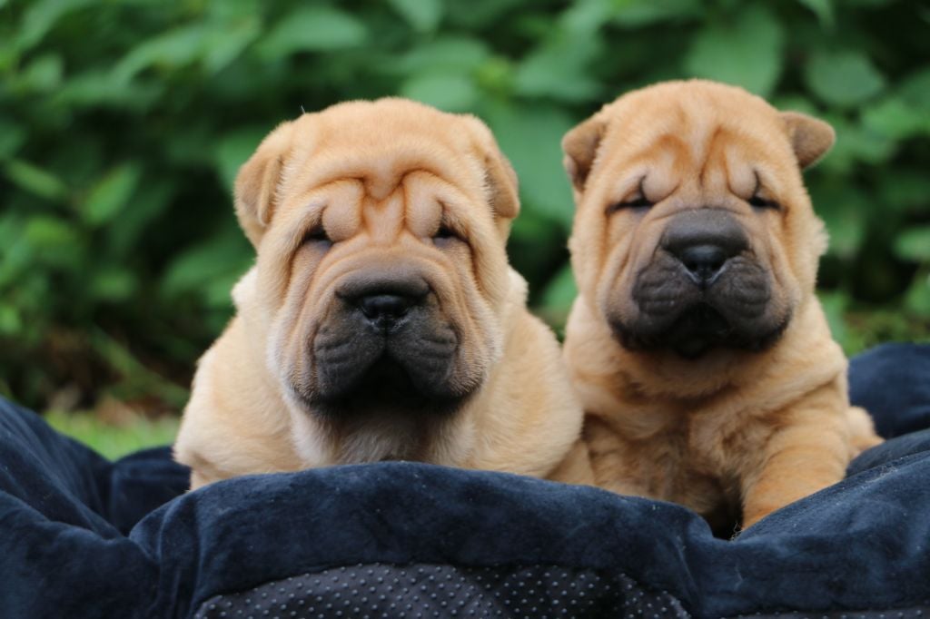 du grain de beauté - Shar Pei - Portée née le 17/06/2023