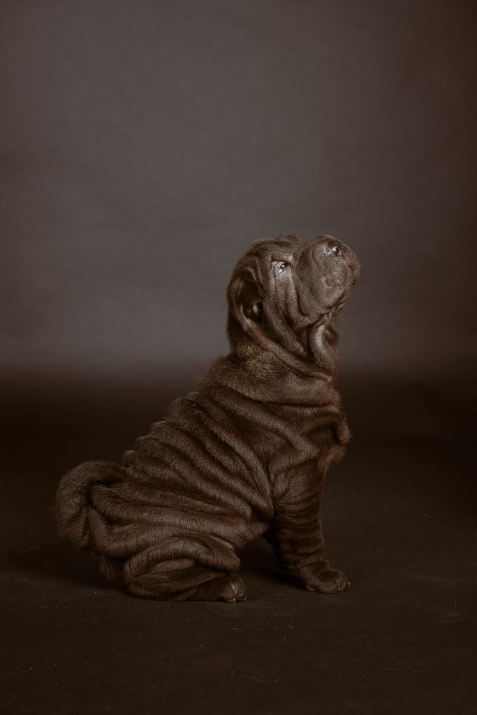 du grain de beauté - Shar Pei - Portée née le 17/08/2019