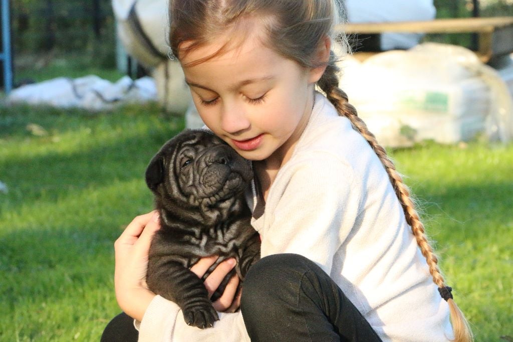 du grain de beauté - Shar Pei - Portée née le 09/09/2019