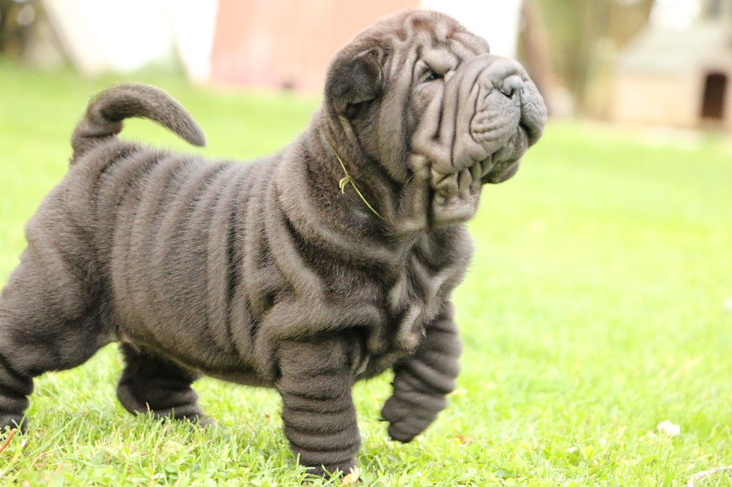 du grain de beauté - Shar Pei - Portée née le 23/08/2019