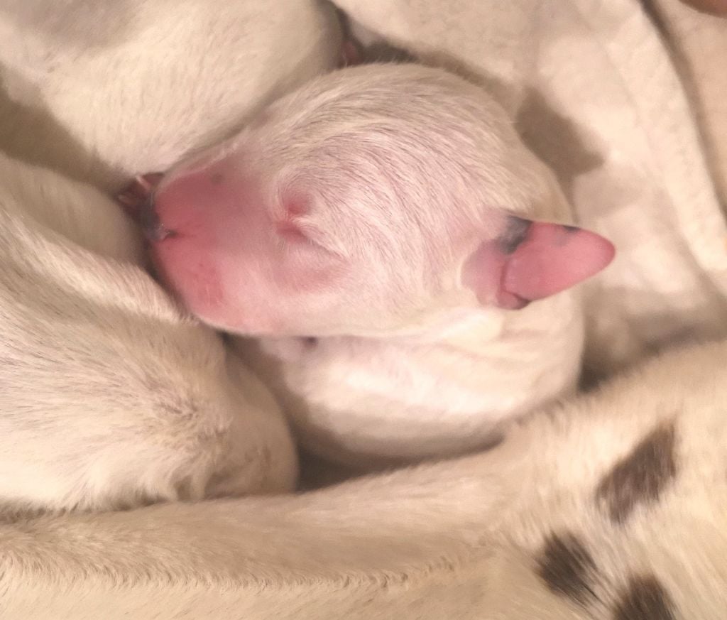 Chiot Dalmatien du Reflet de la Lune d'Argent